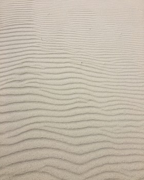 老城区古槐焕发新生机，“木欣欣以向荣”照进现实